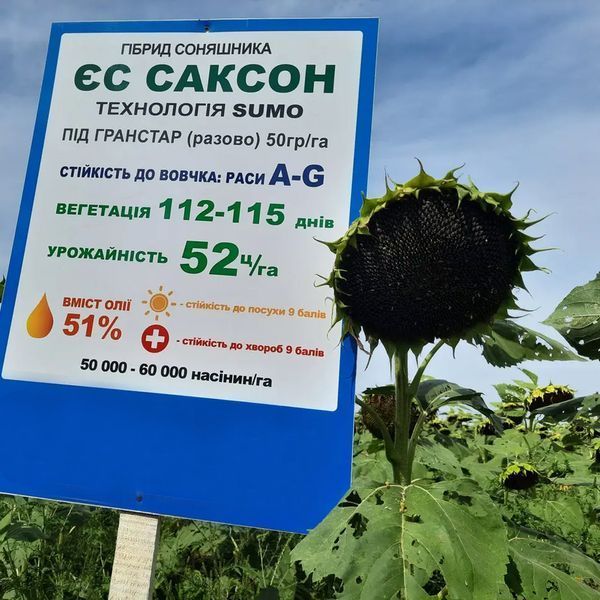 Семена подсолнечника под Гранстар Сумо сорт ЕС Саксон Стандарт Плюс 2,8 09012024328 фото