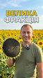 Крупноплодный кондитерский подсолнечник ГЕРКУЛЕС, 40ц/га, заразиха рас A-F, 115 дней 081026 фото 4