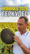 Европейский кондитерский подсолнечник ГЕРКУЛЕС, 40ц/га, устойчив к заразихе шесть рас A-F, 115 дней 081026/1 фото 6