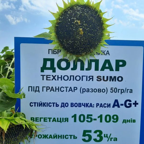 Насіння соняшника під Гранстар Сумо Долар 55 ц/га 171020243 фото
