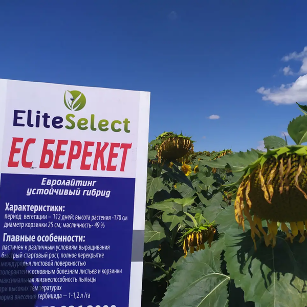 Насіння соняшника під Гранстар Сумо ЕС Берекет Стандарт 240942 фото
